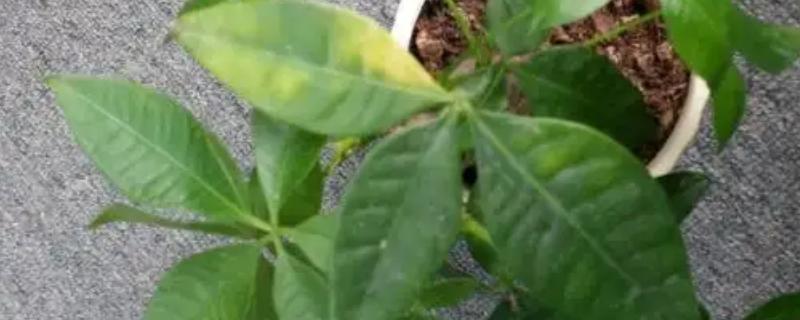 发财树掉叶子的原因，大多是强光暴晒、浇水过多等因素引起