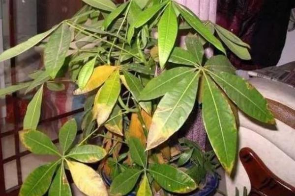 发财树掉叶子的原因，大多是强光暴晒、浇水过多等因素引起