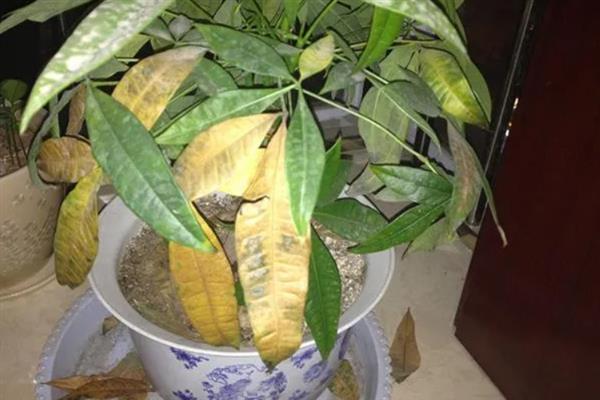 发财树掉叶子的原因，大多是强光暴晒、浇水过多等因素引起