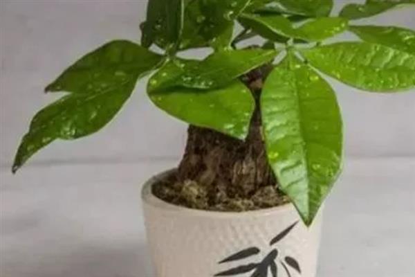 发财树掉叶子的原因，大多是强光暴晒、浇水过多等因素引起