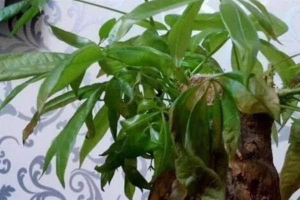 发财树掉叶子的原因，大多是强光暴晒、浇水过多等因素引起