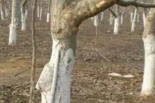 樱桃病害的防治方法，发生穿孔病可喷施代森锰锌等药物