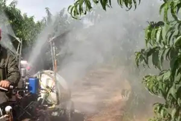 樱桃病害的防治方法，发生穿孔病可喷施代森锰锌等药物