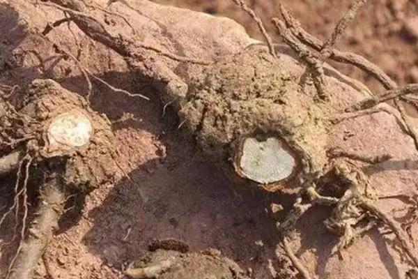 樱桃病害的防治方法，发生穿孔病可喷施代森锰锌等药物