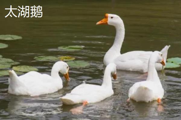 蛋鹅下蛋几年就会淘汰，3年以后就可以慢慢淘汰