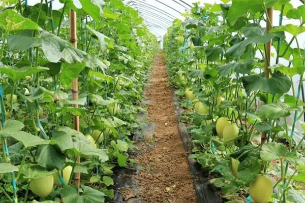 大棚甜瓜的种植时间，3月份中上旬是最佳期