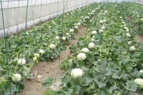 大棚甜瓜的种植时间，3月份中上旬是最佳期