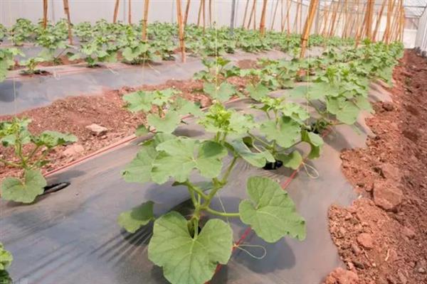 大棚甜瓜的种植时间，3月份中上旬是最佳期