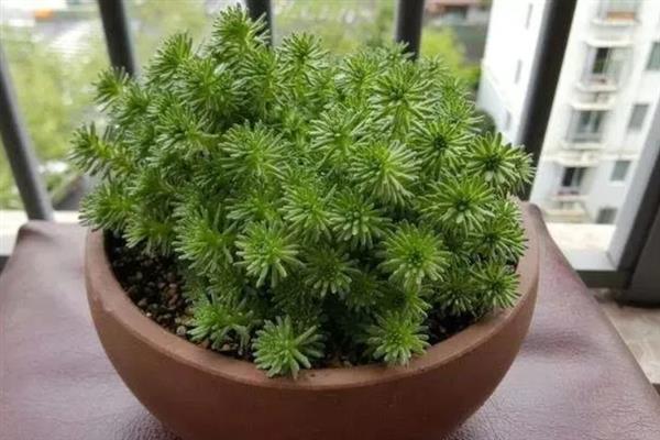 球松怎么养殖，追施氮磷钾复合肥可提供均衡的养分