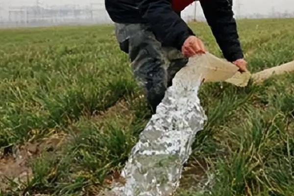 小麦能套种花生吗，小麦可以套种花生