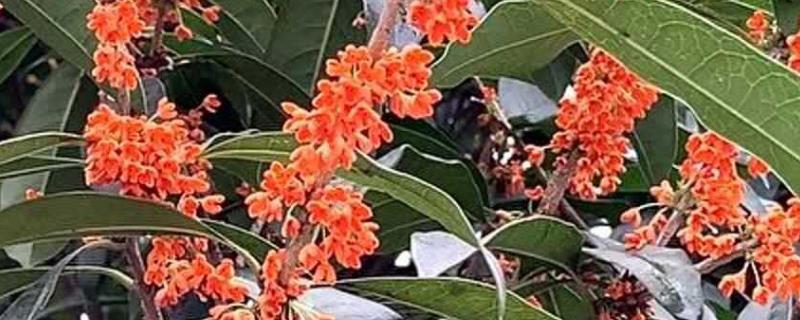 四季桂花的养殖方法，冬季只需每个月浇一次水