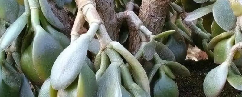 玉树烂根了怎么办，需及时脱盆修剪