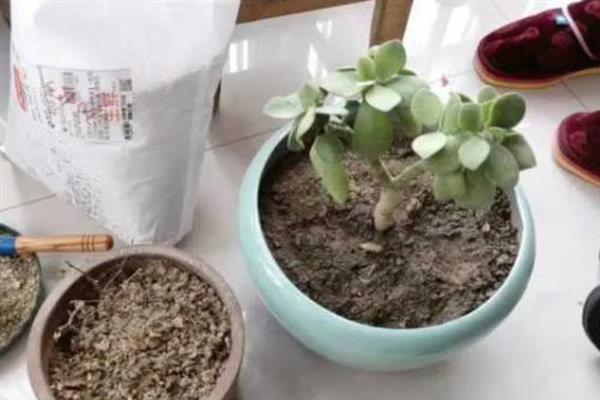 玉树烂根了怎么办，需及时脱盆修剪