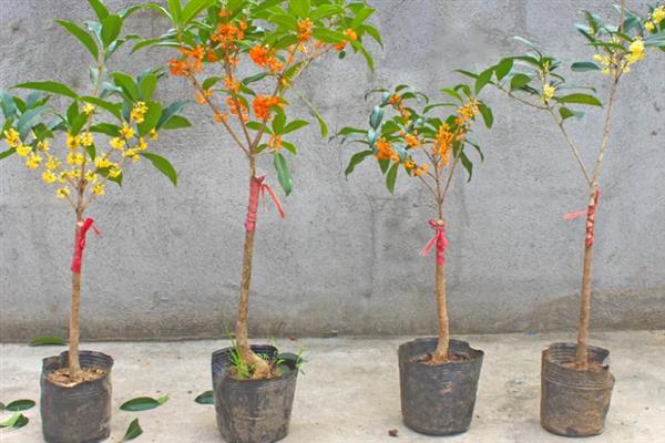 四季桂花的养殖方法，冬季只需每个月浇一次水