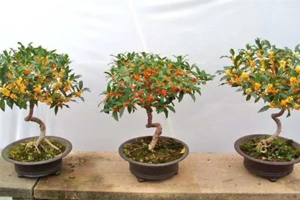 四季桂花的养殖方法，冬季只需每个月浇一次水