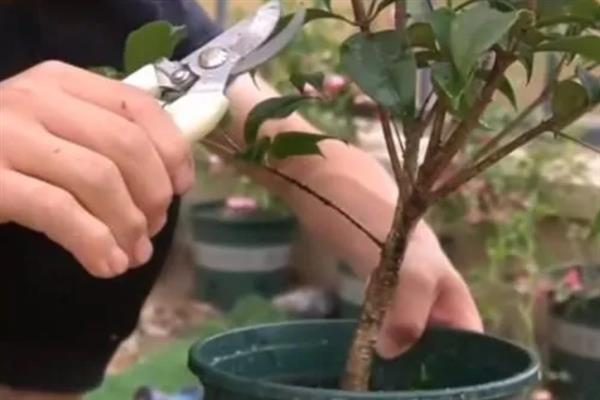 四季桂花的养殖方法，冬季只需每个月浇一次水