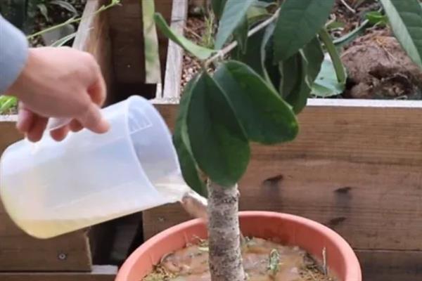 四季桂花的养殖方法，冬季只需每个月浇一次水