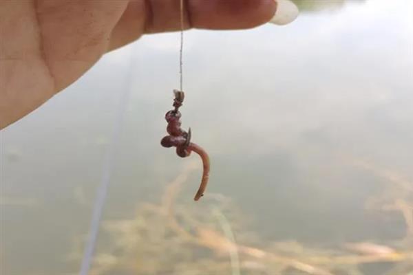 钓黑鱼的最佳时间，最佳时间是3-10月
