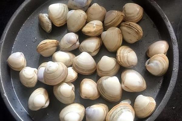 蛤蜊的养殖周期，花蛤通常在10-16个月左右