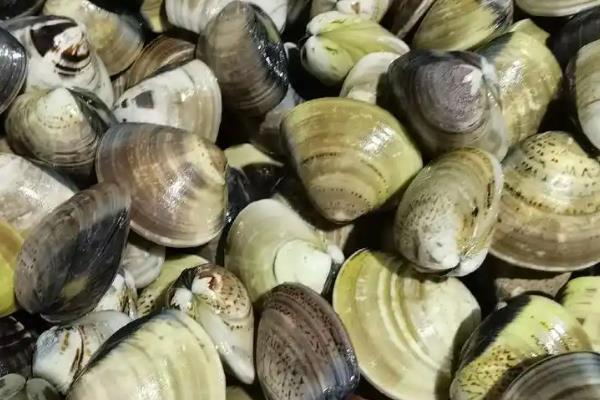 蛤蜊的养殖周期，花蛤通常在10-16个月左右