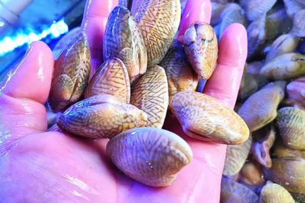 蛤蜊的养殖周期，花蛤通常在10-16个月左右
