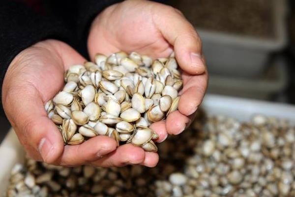 蛤蜊的养殖周期，花蛤通常在10-16个月左右