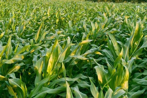 新科811玉米品种简介，2023年高抗瘤黑粉病