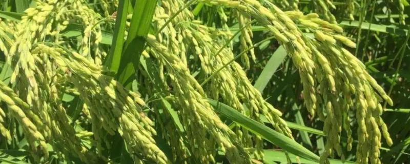 文稻33号水稻种子介绍，综合防治病虫害
