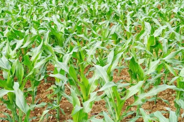 新科811玉米品种简介，2023年高抗瘤黑粉病
