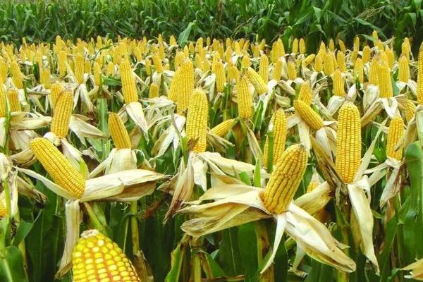 陕单925玉米种子简介，适宜密度5000株/亩
