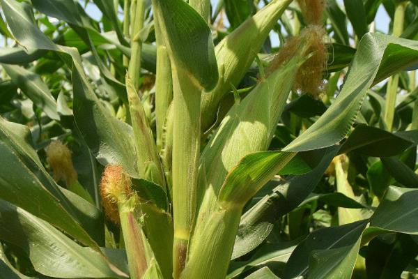 C2933玉米种子特点，机械或人工播种