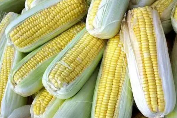 C2933玉米种子特点，机械或人工播种