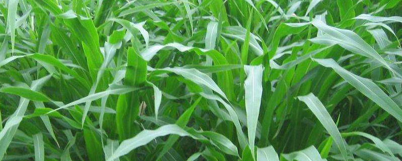 京丰211玉米品种简介，中抗茎腐病