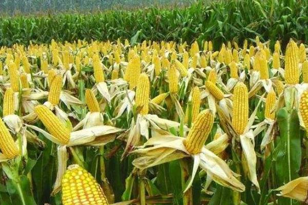 铭硕21606玉米种子介绍，适宜播种期4月下旬至5月上旬