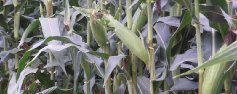 A2205玉米种子特征特性，中抗茎腐病