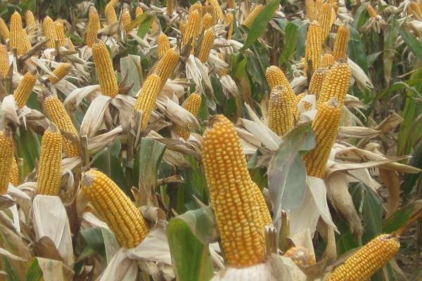 A2205玉米种子特征特性，中抗茎腐病