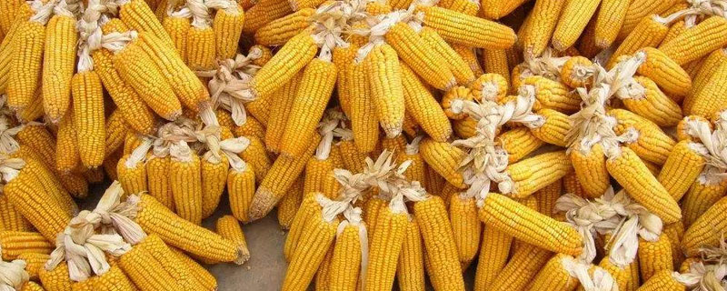 KM518玉米种子特征特性，中抗穗腐病