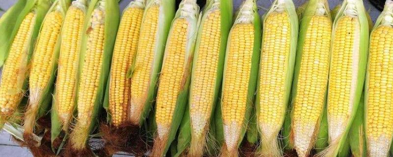登海628玉米种子简介，与对照郑单958生育期相当