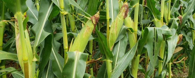 金博士772玉米种子特征特性，密度3000株/亩左右