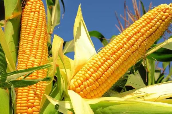 金华创829玉米种子特征特性，中抗茎腐病