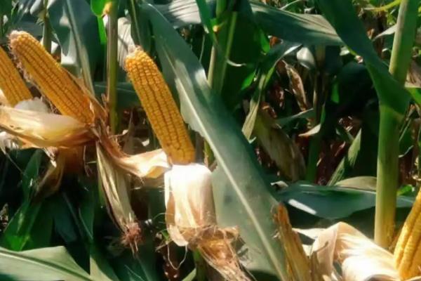 金博士772玉米种子特征特性，密度3000株/亩左右