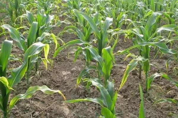 金博士772玉米种子特征特性，密度3000株/亩左右