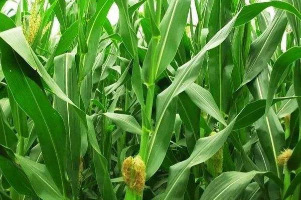 先达543玉米种子特征特性，中抗茎腐病