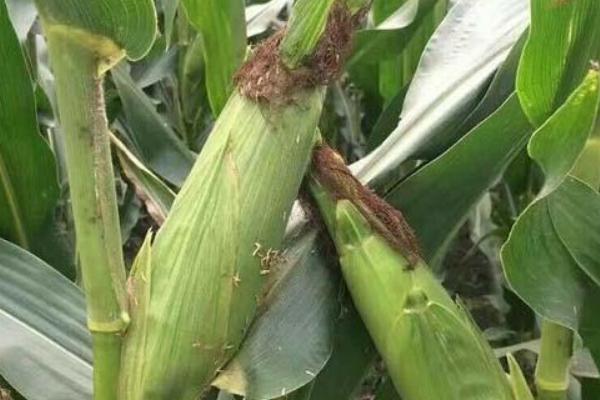 先达543玉米种子特征特性，中抗茎腐病