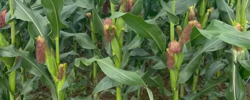 LPD885玉米种子特点，注意防治丝黑穗病和灰斑病