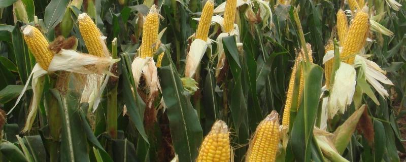 登海195玉米种子特征特性，适宜播种期4月下旬至5月上旬