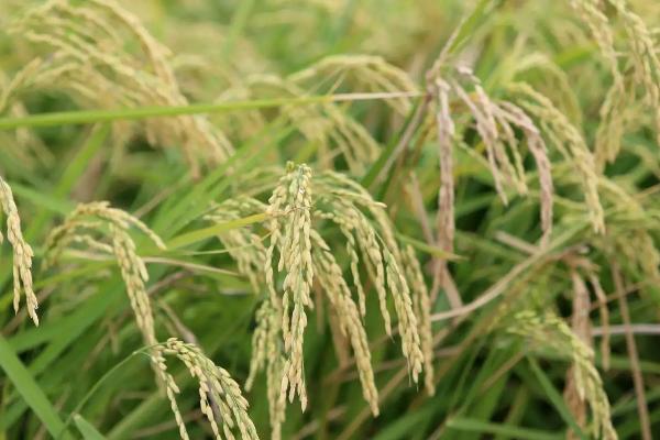 茶香优丝苗水稻种子特征特性，全生育期116.8天