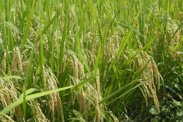 泰两优丽丝水稻品种的特性，每亩有效穗数16.5万穗