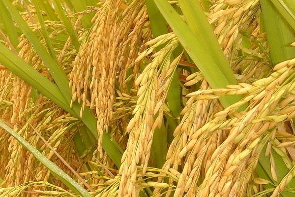 多两优106水稻品种简介，适时防治病虫害