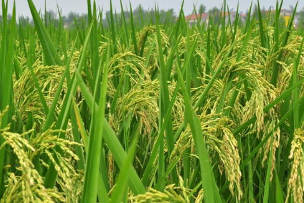 泰两优丽丝水稻品种的特性，每亩有效穗数16.5万穗